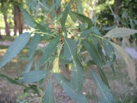 Fraxinus angustifolia Vahl., Fresno de hoja estrecha 2