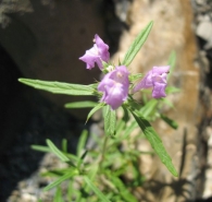Galeopsis ladanum subsp. Angustifolia (Ehrh. ex Hoffm.) Čelak.