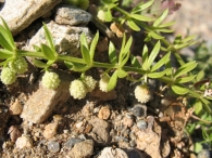 Galium verrucosum Hudson. 6