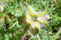 Genista hispanica L. subsp occidentalis Rouy, �rguma, Piorno, Otabera. FRUTOS.