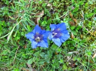 Gentiana occidentalis