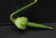 Geranium molle 2