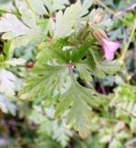 Geranium purpureum Vill. Geranio rojizo. 5