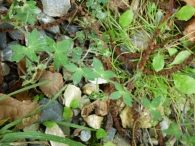 Geranium pyrenaicum Burm. f. Geránio del Pirineo. 2