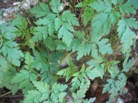 Geranium robertianum L., Alfileres de pastor, Zangogorri, Moko- belarra. 2