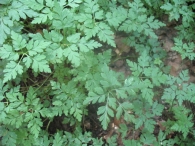 Geranium robertianum L., Alfileres de pastor, Zangogorri, Moko- belarra. 2