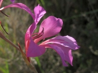 Gladiolus illyricus 3
