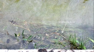 Groenlandia densa