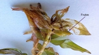 Groenlandia densa 2