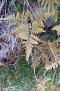 Gymnocarpium robertianum
