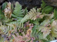 Gymnocarpium robertianum 2