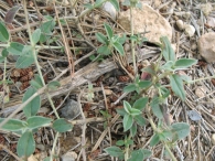 Helianthemum cinereum (Cav.) Pers. subsp. cinereum.