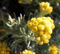 Helichrysum stoechas (L.) Moench., Perpetua, Siempreviva amarilla, Elicriso
