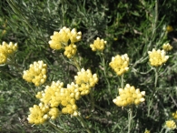 Helichrysum stoechas (L.) Moench, P�rpetua, Inmortal 4