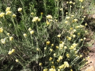 Helichrysum stoechas (L.) Moench, Perpetua, Inmortal 10