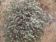 Herniaria fruticosa subsp. fruticosa.