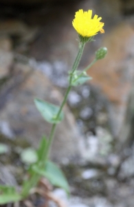 Hieracium amplexicaule