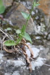 Hieracium amplexicaule 4