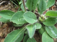 Hieracium laniferum Cav., Lechugueta lanosa. 5