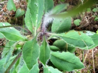 Hieracium laniferum Cav., Lechugueta lanosa. 2