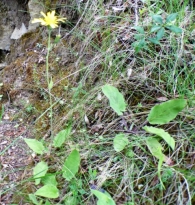 Hieracium maculatum Schrank. 6