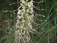 Himantoglossum hircinum (L.) Sprengel., Orqu�dea lagarto