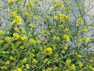 Hirschfeldia incana (L.) Lagr.-Foss. Rabaniza amarilla. 2