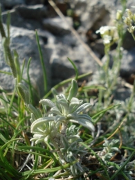 Hormatophylla lapeyrousiana