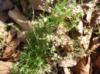Hornungia petraea subsp. petraea, Masturezo de piedras 2
