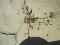 Hymenolobus procumbens (L.) Nutt.