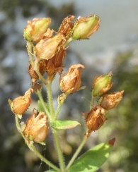 Hypericum hirsutum L. Hipérico peludo. 4