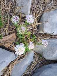 Iberis carnosa