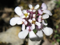 Iberis carnosa Willd., Carraspique. 3