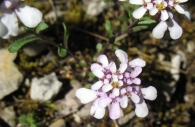 Iberis carnosa Willd., Carraspique. 4