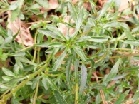 Iberis ciliata All. subsp. ciliata, Carraspique.