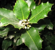Ilex aquifolium L., Acebo, Gorosti, Garratzaina 3