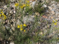 Inula crithmoides L., Limbarda crithmoides (L.) Dumort., Hierba del c�lico 3