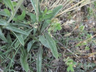 Inula montana L., Falsa arnica 7