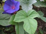Ipomea purpurea L. var. Triloba, Campanilla morada, Campanillas 4
