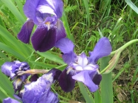 Iris germanica L., Lirio azul, Lirio cárdeno, Lirio común, Lirio morado 4