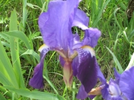 Iris germanica L., Lirio azul, Lirio c�rdeno, Lirio com�n, Lirio morado 6