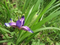 Iris graminea L., Iris con hoja de cereal. 4