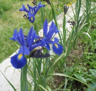 Iris latifolia (Mill.) Voss, Lirio azul de hojas largas