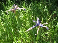 Iris latifolia (Mill.) Voss, Lirio azul