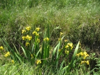 Iris pseudacorus L., Iris amarillo 2
