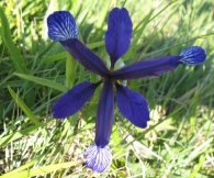 Iris spuria L., Lirio 2