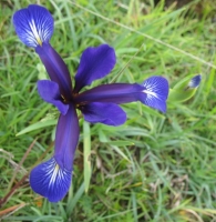 Iris spuria L., Lirio azul pálido 4