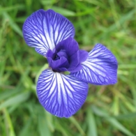 Iris spuria L., Lirio azul p�lido 5