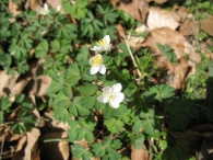 Isopyrum thalictroides L. 6