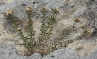 Jasonia glutinosa (L.) DC, Chiliadenus glutinosus (L.) Fourr. 1869. T� de roca.